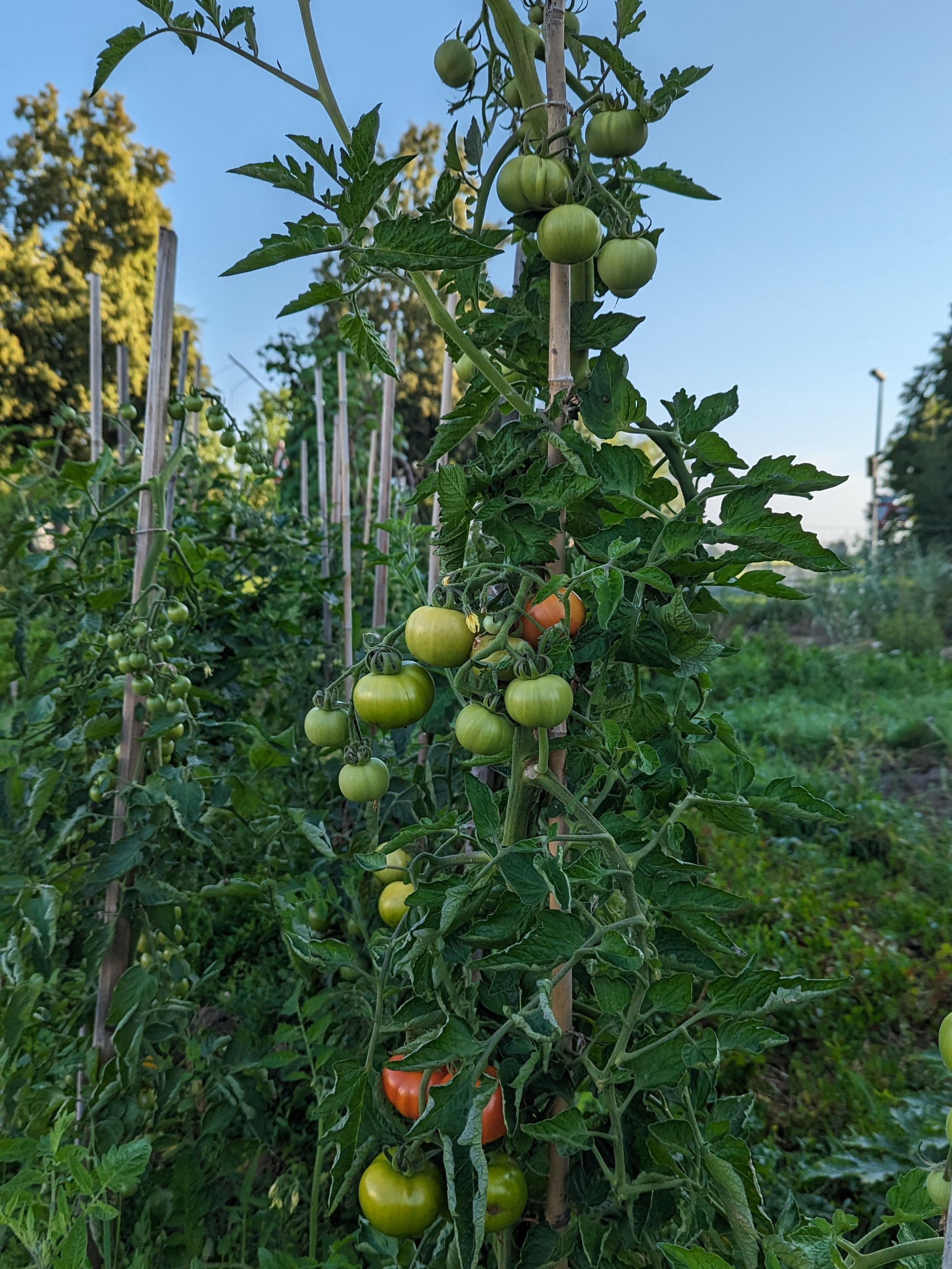 Tomatenpflanze mit reifen und unreifen Früchten
