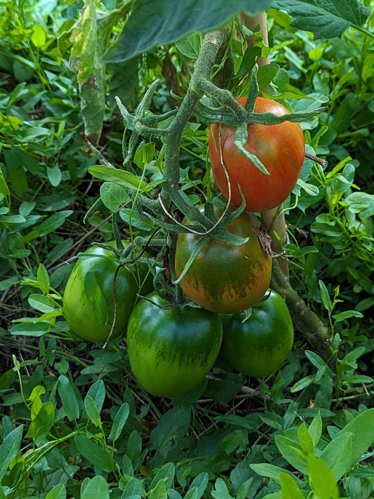 Tomatenpflanze mit reifen und unreifen Früchten